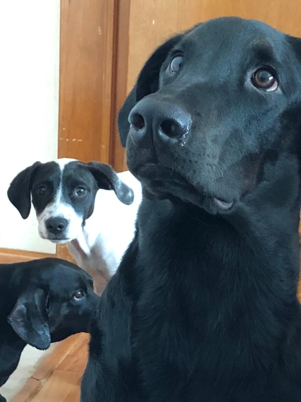 Drei schwarze Labrador-Retriever-Welpen sitzen nebeneinander auf einem Holzfußboden mit einer Wand und einer Tür im Hintergrund.
