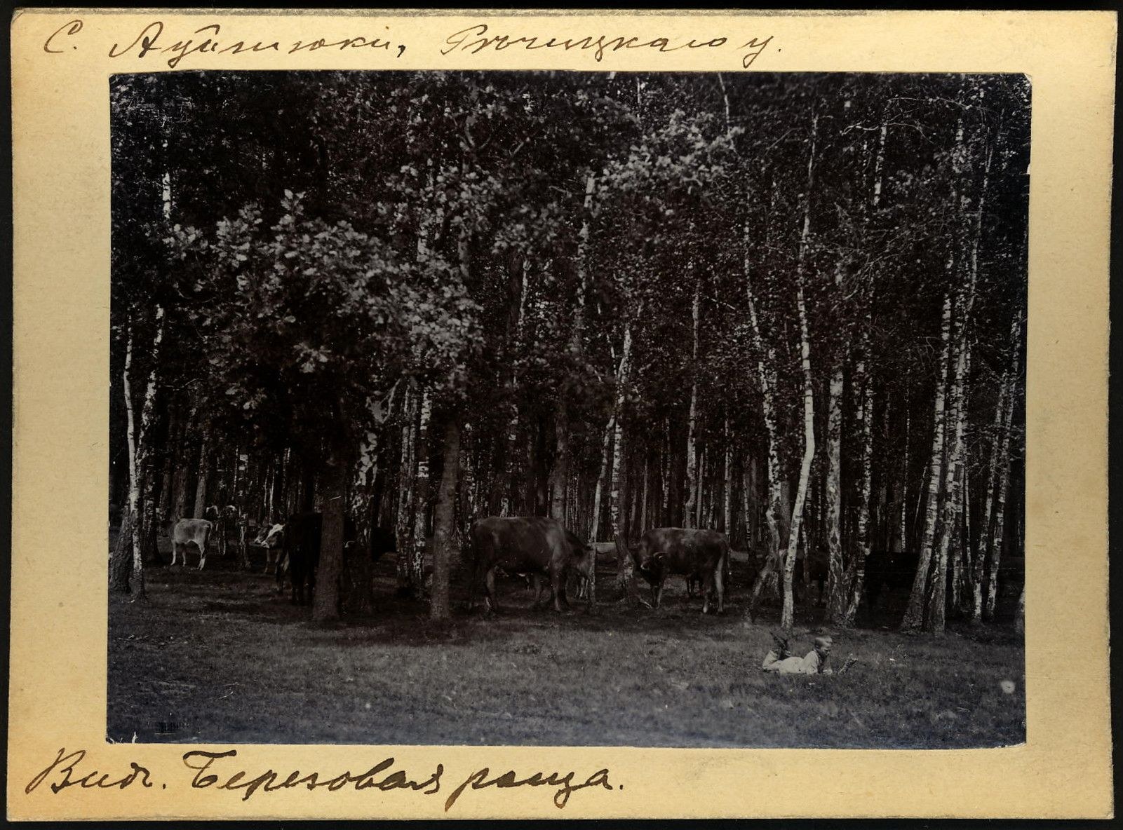 Schwarz-weiß-Foto einer Herde Kühe, die auf einer bewaldeten Fläche grasen, mit Text unten.