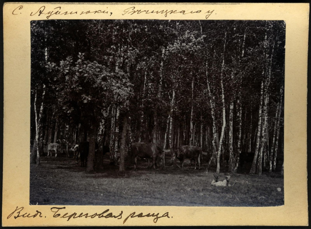 Schwarz-weiß-Foto einer Herde Kühe, die auf einer bewaldeten Fläche grasen, mit Text unten.