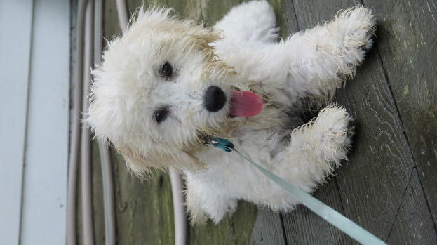 Ein brauner Hund steht vor einem senkrechten weißen Plastikrohr.