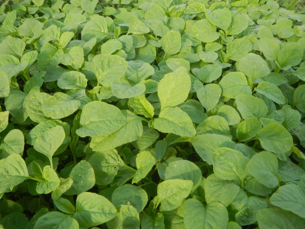 Grüne Sojabohnenpflanzen mit leuchtenden Blättern, die in einem Feld gegen einen blauen Himmel wachsen.