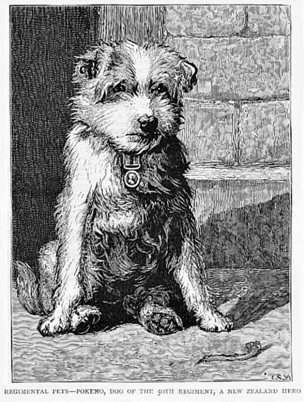 Schwarze und weiße Zeichnung eines Hundes, der auf dem Boden sitzt und eine Brosche trägt, mit Text oben und unten: 'Regimentale Haustiere - Pokeno, Hund des 50. Regiments, ein Neuseeland-Held'.
