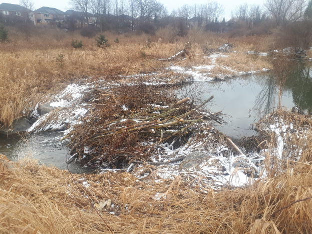 Ein kleiner Bach fließt durch eine grüne Wiese neben einem Wald, mit einem Haufen Zweige und Äste im Wasser und Bäumen und Gebäuden im Hintergrund.