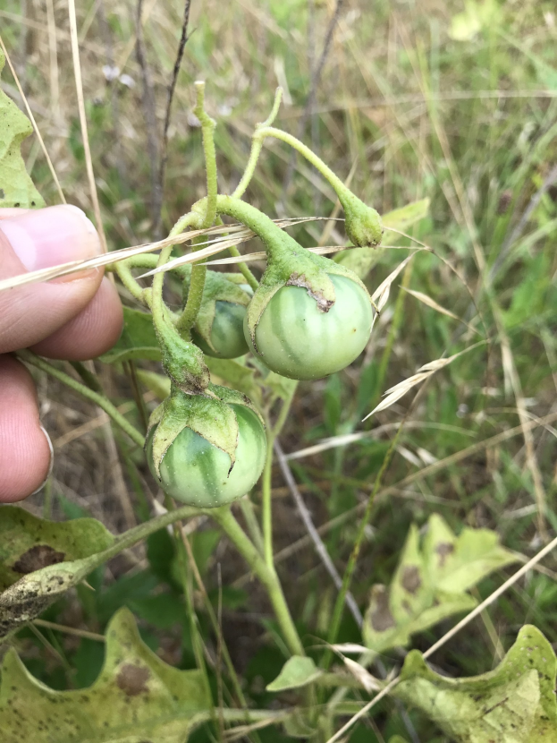 Eine Person, die einen Bund grüner Tomaten an einer Pflanze hält, mit Mehltau auf einigen Tomaten, vor dem Hintergrund von Pflanzen und Gras.