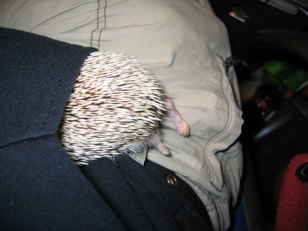 Ein Haustier befindet sich in der Tasche einer Person.