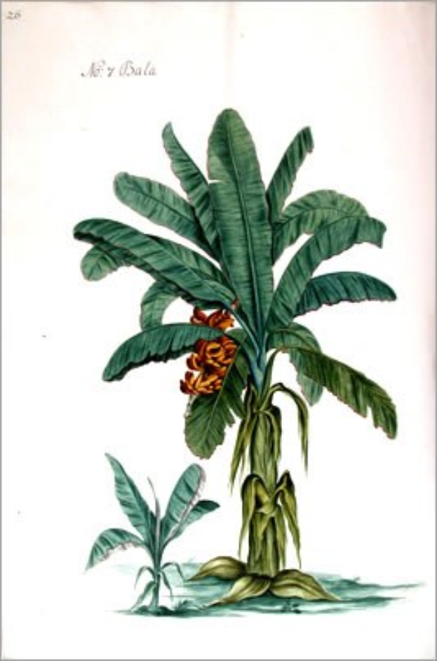 Gemälde einer Bananenpflanze mit grünen Blättern und gelben Blüten in einem klassischem Rahmen.