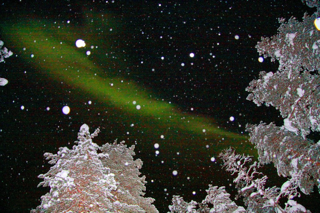 Schneebedeckte Bäume mit Schneefall.