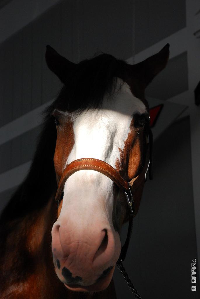 Ein Pferd mit einem Seil um den Hals, vor einer Wand.