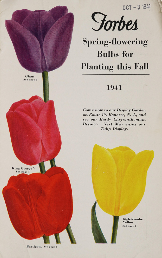 Plakat mit drei symmetrisch angeordneten, sich überschneidenden roten, gelben und violetten Tulpen mit der Überschrift "Forbes Frühlingsblüher für die Pflanzung dieses Herbstes 1941" auf einem weißen Hintergrund.