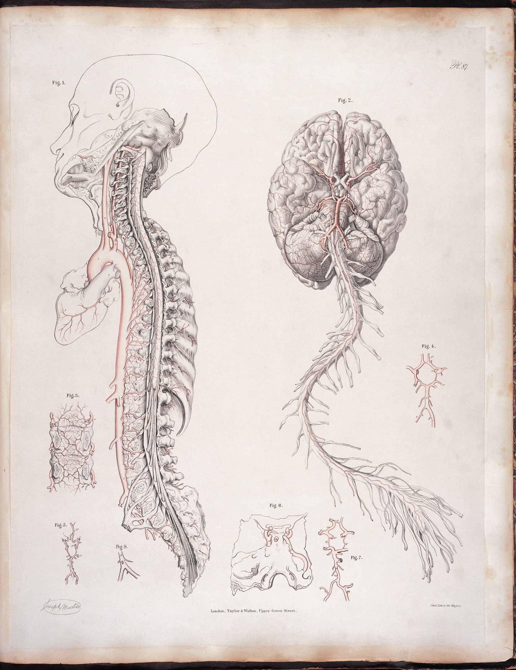 Ein offenes altes Buch mit einer detaillierten anatomischen Zeichnung eines menschlichen Gehirns und einer Wirbelsäule mit ausstrahlenden Nerven und Arterien, vor einem klassisch-stilvollen Text.
