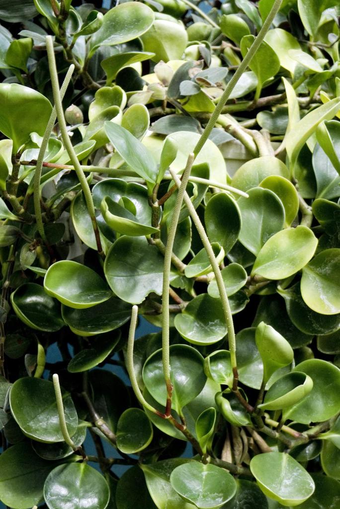 Eine Wasserpflanze mit breiten, grünen Blättern, die auf der Oberfläche eines Gewässers schwimmen.