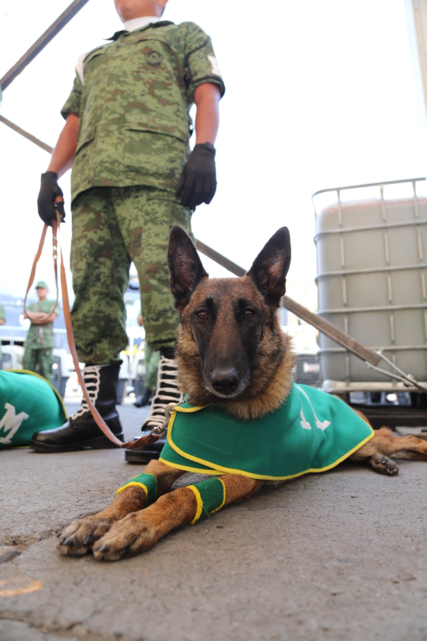 Ein Mann in einer grünen Militäruniform mit schwarzen Handschuhen streichelt einen braunen, schwarzen und cremefarbenen Hund an einer Leine, zusammen mit anderen Menschen, Fahrzeugen, Gebäuden und dem Himmel im Hintergrund.