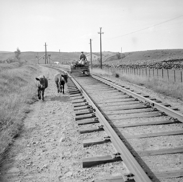 Zwei schwarz-weiße Kühe gehen entlang der Bahngeleise mit einer Person auf einem Fahrzeug im Vordergrund, Gras und ein Zaun auf beiden Seiten und Häuser, Bäume, Pfosten und Himmel im Hintergrund.
