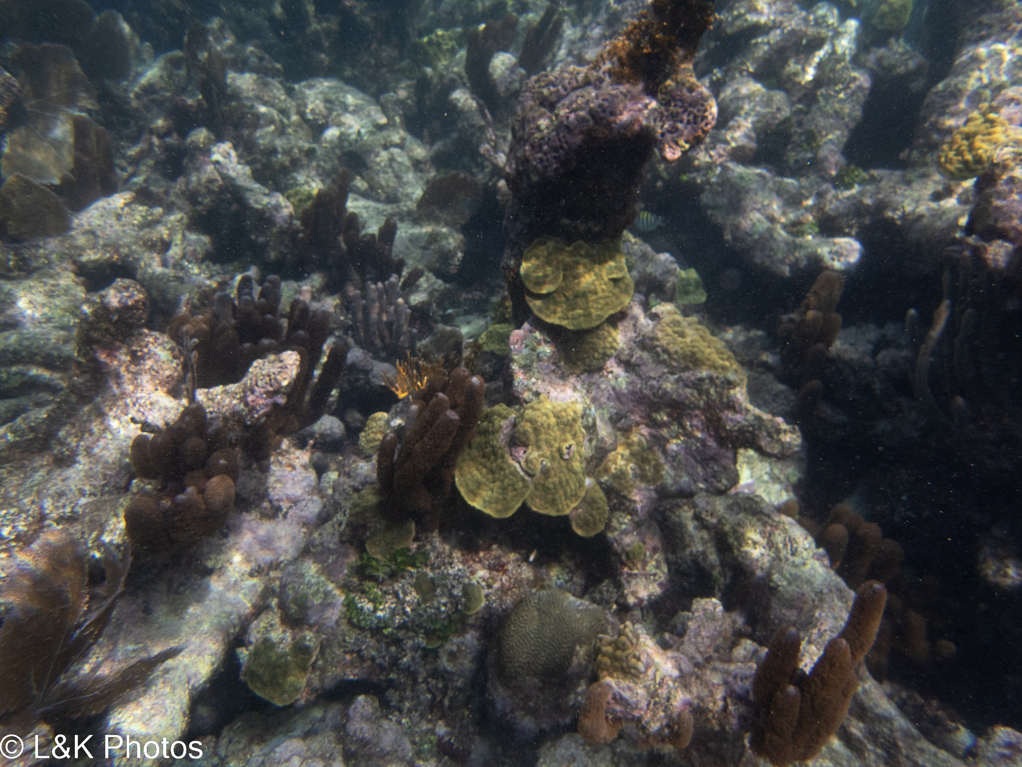 Ein lebendiger Korallenriff in den Malediven mit farbenfrohen Korallen und Fischen in kristallklarem Wasser, mit einem Wasserzeichen in der linken unteren Ecke.