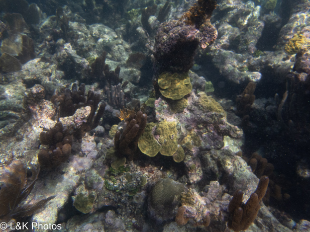 Ein lebendiger Korallenriff in den Malediven mit farbenfrohen Korallen und Fischen in kristallklarem Wasser, mit einem Wasserzeichen in der linken unteren Ecke.