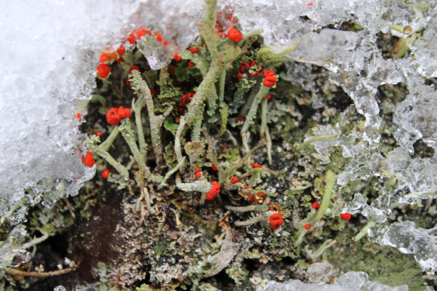 Nahaufnahme von rotem Flechtenmoos, das von Schnee und Eis bedeckt ist und auf einem weißen Hintergrund glänzt.