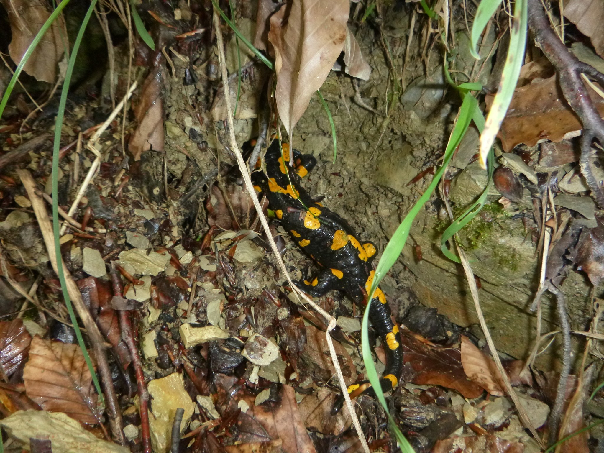Ein europ├Ąischer Feuersalamander sitzt auf dem Boden in einem wüldernen Gebiet umgeben von trockenen Bl├Ąttern, Zweigen und Pflanzen.