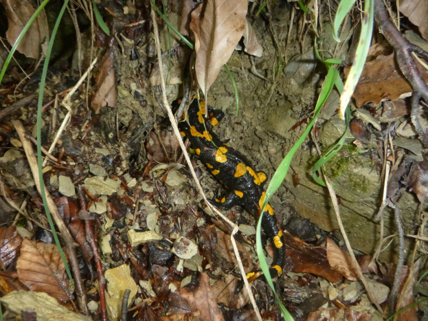 Ein europ├Ąischer Feuersalamander sitzt auf dem Boden in einem wüldernen Gebiet umgeben von trockenen Bl├Ąttern, Zweigen und Pflanzen.