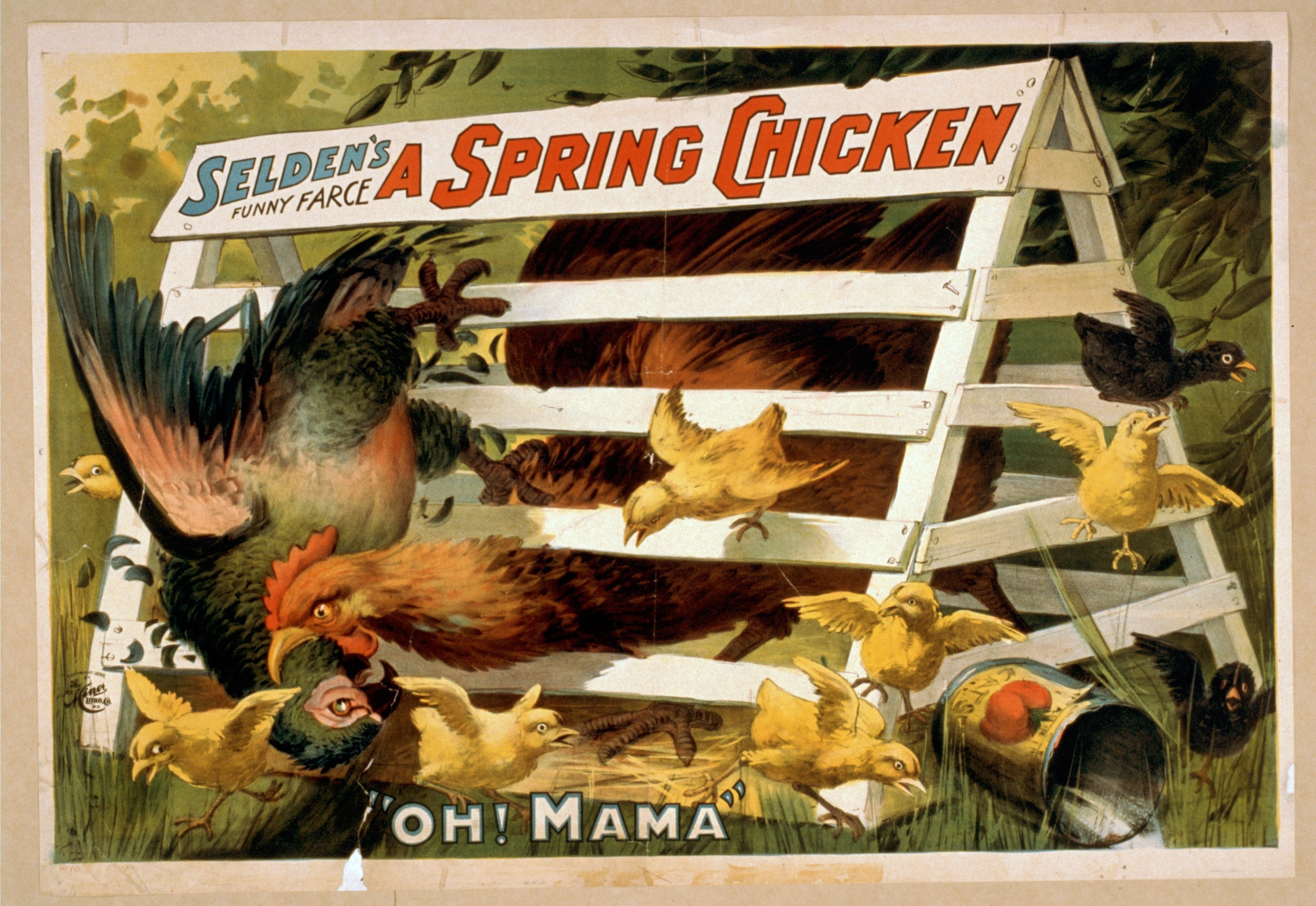 Plakat für Selden's Frühlingschicken, das Hühner und Küken in einer grünen Wiese mit einem hölzernen Zaun und Werbetext zeigt.