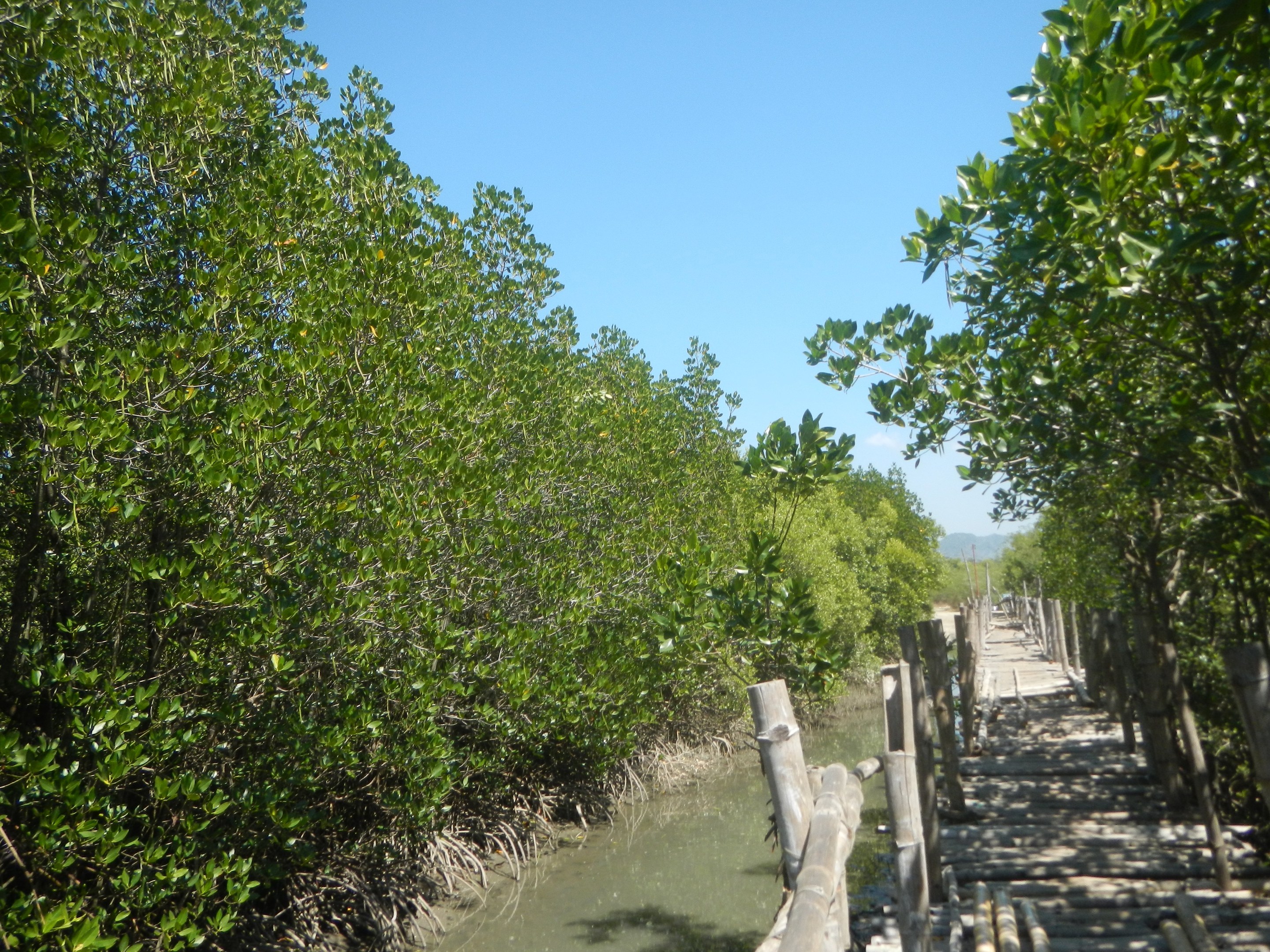 Holzsteg windet sich durch einen Mangrovenwald mit Wasser, das gegen hölzerne Pfosten schlägt, grünen Bäumen und sichtbarem Himmel im Hintergrund.