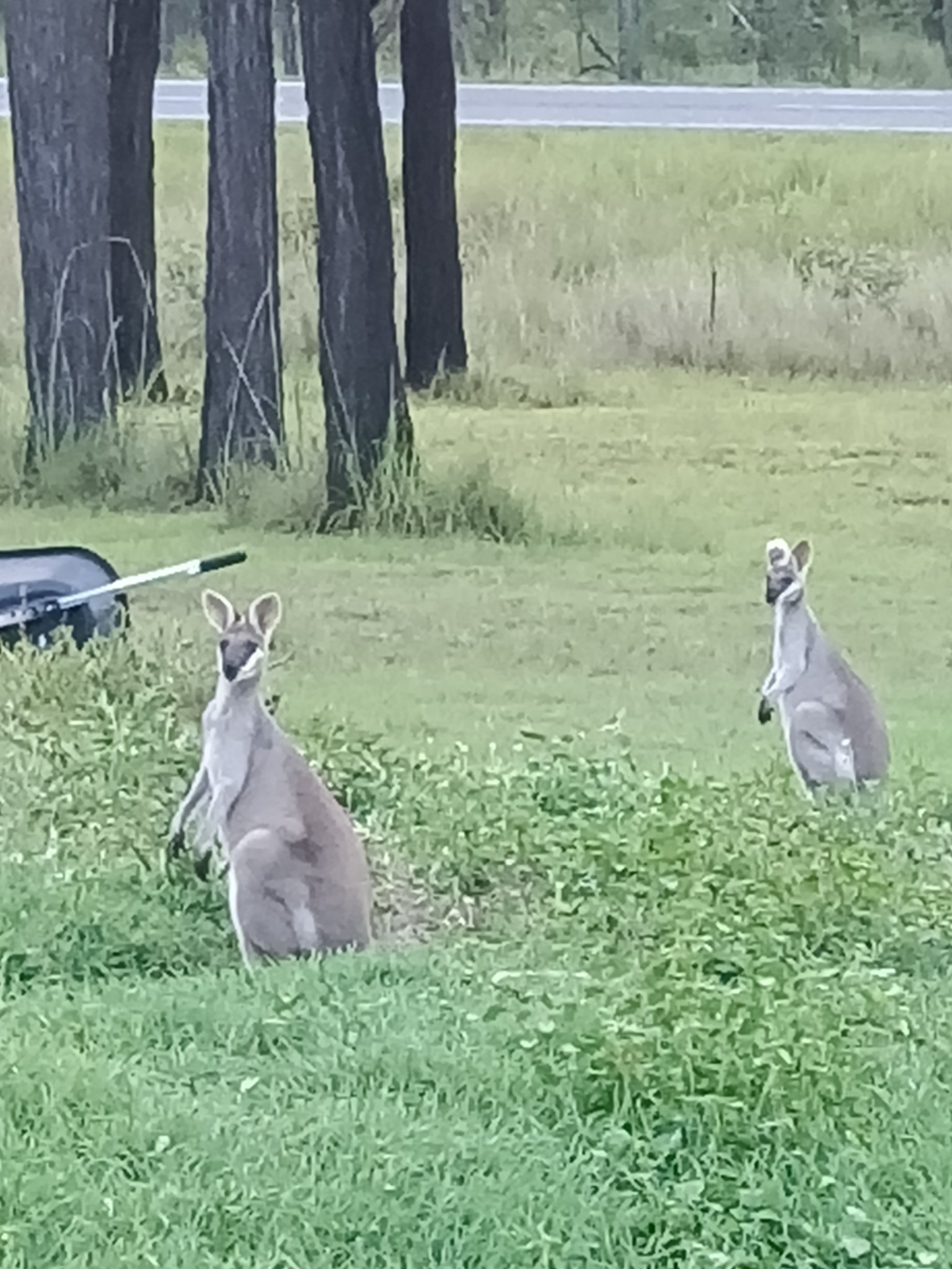 Zwei Kängurus sitzen auf Gras in der Nähe einer Straße mit einem Fahrzeug auf der linken Seite und Bäumen im Hintergrund.