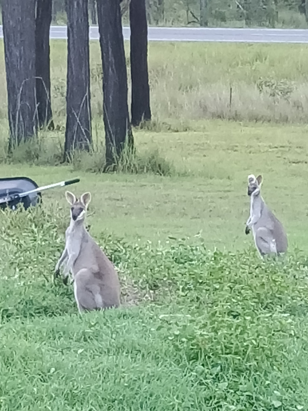 Zwei Kängurus sitzen auf Gras in der Nähe einer Straße mit einem Fahrzeug auf der linken Seite und Bäumen im Hintergrund.