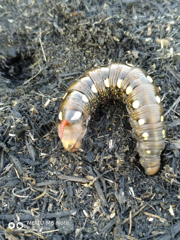 USDA rügt Texas Agriculture Commissioner Sid Miller wegen Äußerungen zu Schraubenwurm